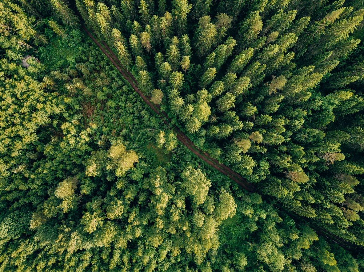 Aerial view of a green forest landscape